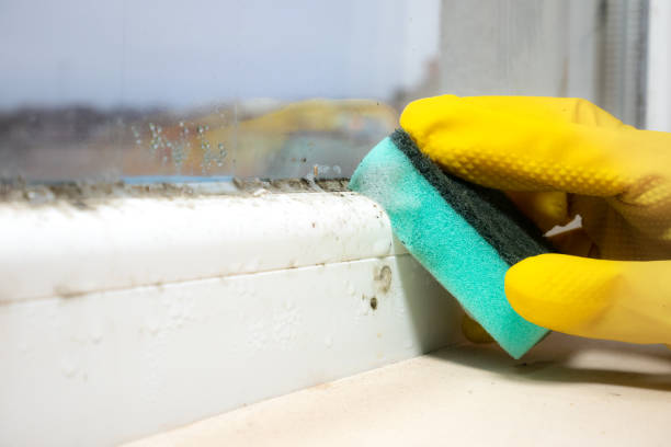 Best Certified Mold Removal  in Smithfield, UT