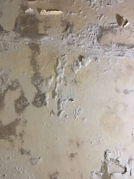 Certified Mold Removal in Smithfield, UT