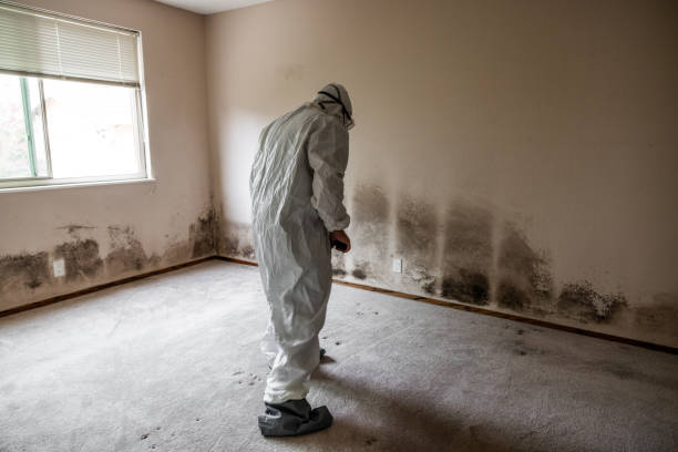 Best Mold Removal Specialists  in Smithfield, UT