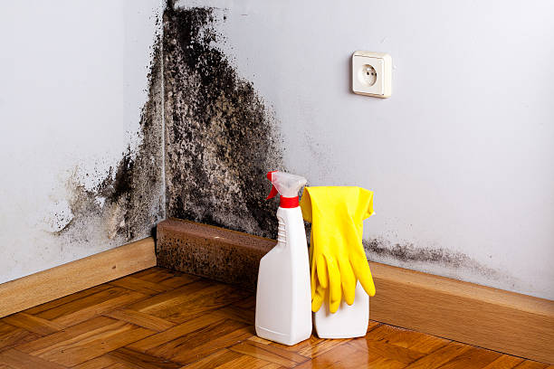 Best Mold Remediation  in Smithfield, UT