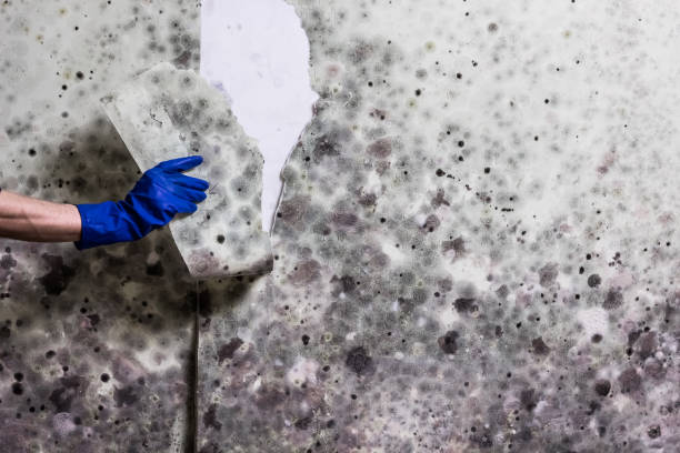 Best Professional Mold Removal  in Smithfield, UT