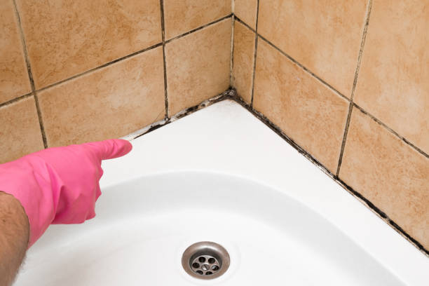 Best Mold Removal Company Near Me  in Smithfield, UT