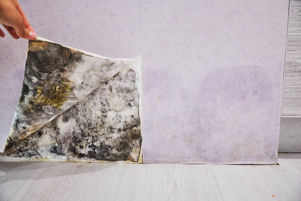 Best Mold Damage Repair  in Smithfield, UT